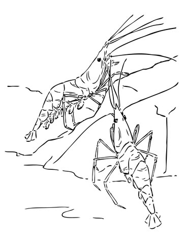 Two Shrimps Coloring Page